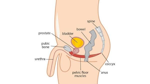 ประโยชน์ของการบริหารกล้ามเนื้ออุ้งเชิงกราน