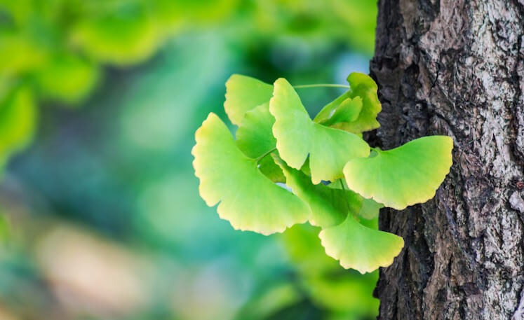 แปะก๊วย